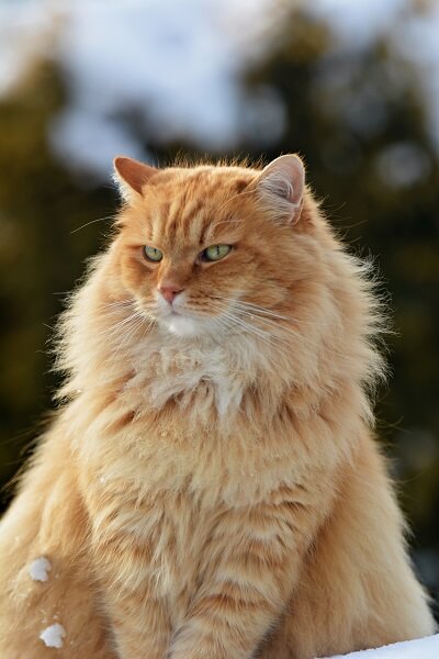 siberiano Historia del gato