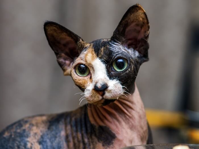 Imagen de un lindo gato Sphynx, reconocido por su falta de pelo y apariencia única, en una pose entrañable y cautivadora.