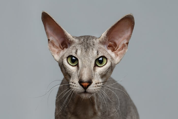 Peterbald divertido