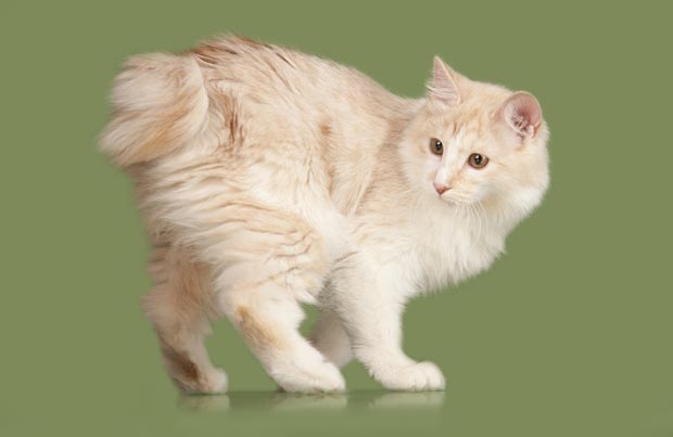 About the Kurilian Bobtail Gato