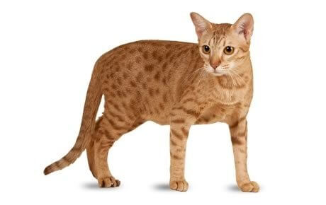 Ocicat (Ocigato) Historia del gato