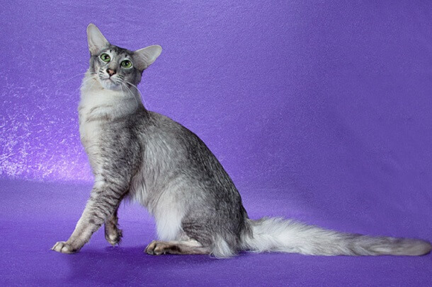 About the Oriental de pelo largo Cat