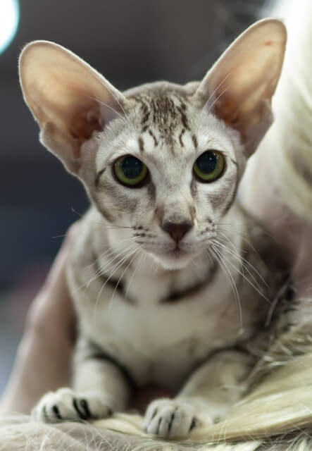 About the Oriental de pelo corto Cat