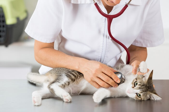 Efectos secundarios del metronidazol en gatos