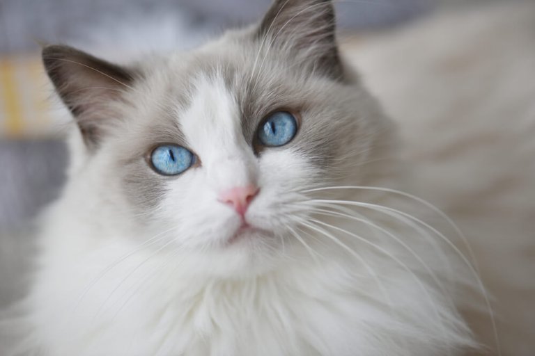 Ragdoll Historia del gato