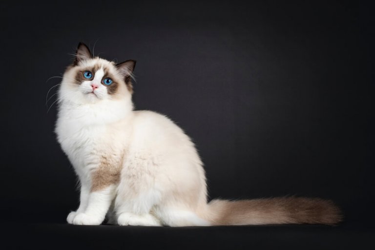 About the Ragdoll Gato