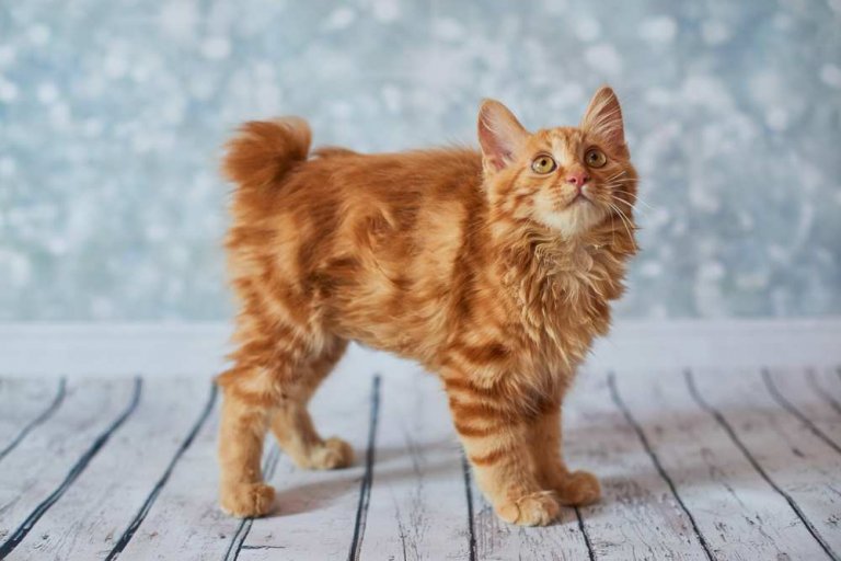 Bobtail americano Historia del gato