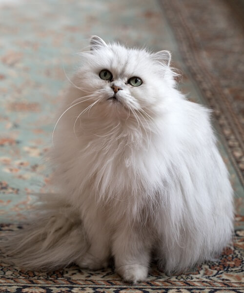 Chantilly-Tiffany Cat Breed: Size, Appearance & Personality