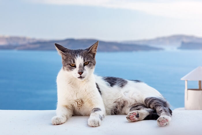 Gato del Egeo Historia del gato