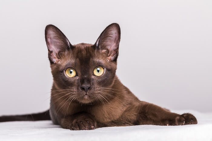 Elegante gato birmano que muestra su cautivadora presencia.