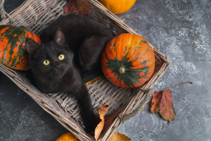 Una imagen ilustrativa que resalta los beneficios de la calabaza para los gatos.