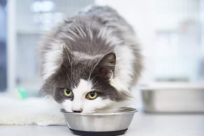 Comida para gatos a base de pollo y arroz cocido