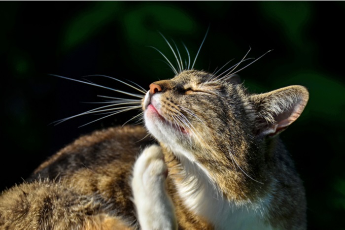 El gato se rasca debido a las alergias