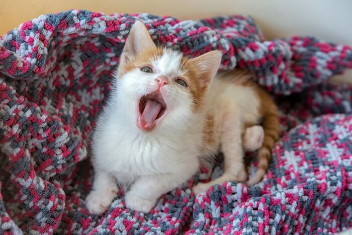 Qué hacer si tu gato presenta síntomas parecidos al síndrome de Down