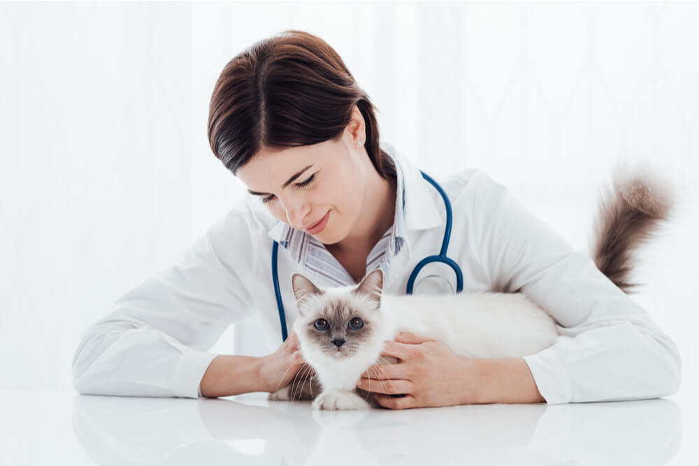 gato blanco y un veterinario