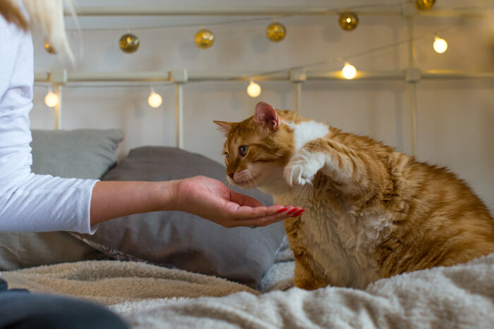 Efectos de la obesidad en la salud de los gatos