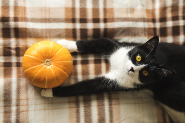 Una imagen informativa que aborda el tema de si la calabaza es buena para los gatos.