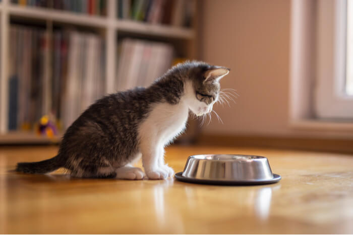 La imagen muestra un adorable gatito cerca de un recipiente de comida con un diseño de calabaza, posiblemente insinuando un contexto estacional o festivo.