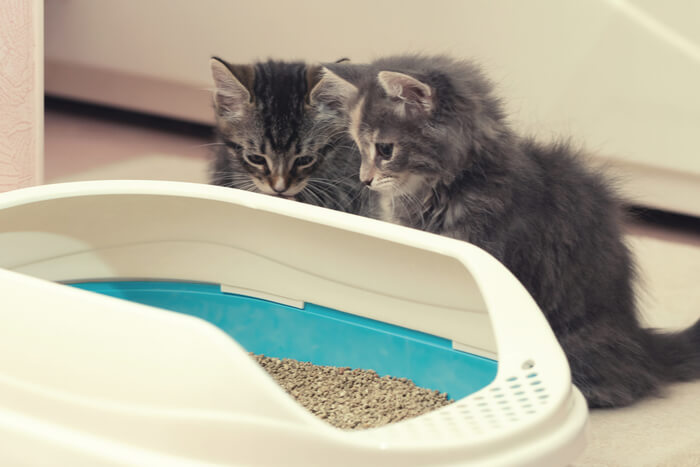 Entrenamiento para gatos en el uso de la caja de arena