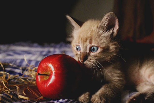 Gatito con manzana