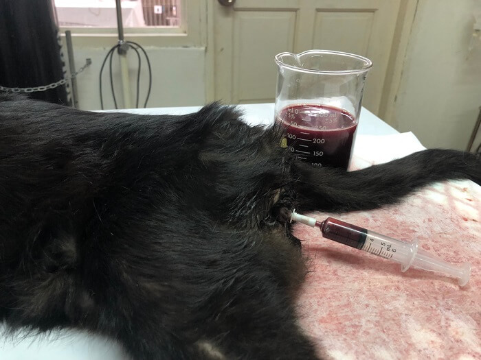 Una imagen que muestra la presencia de sangre en la orina de un gato, potencialmente indicativa de un problema médico, que requiere atención y cuidado.