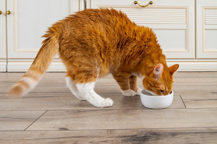 Gato disfrutando de una comida de su cuenco