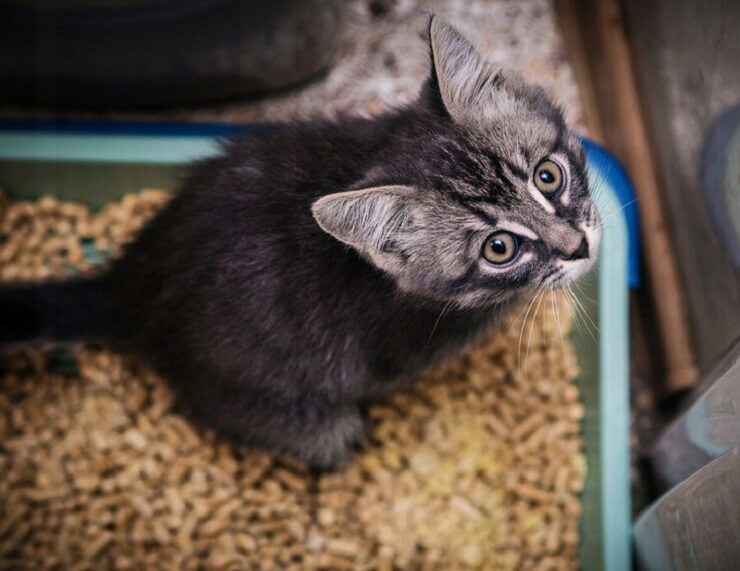 Entrenamiento para gatos para ir al baño en una caja de arena