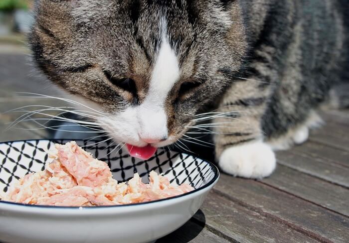 Fotografía de un gato disfrutando con entusiasmo una comida de pollo molido, mostrando una posible opción de dieta casera bajo la supervisión y consideración adecuadas.