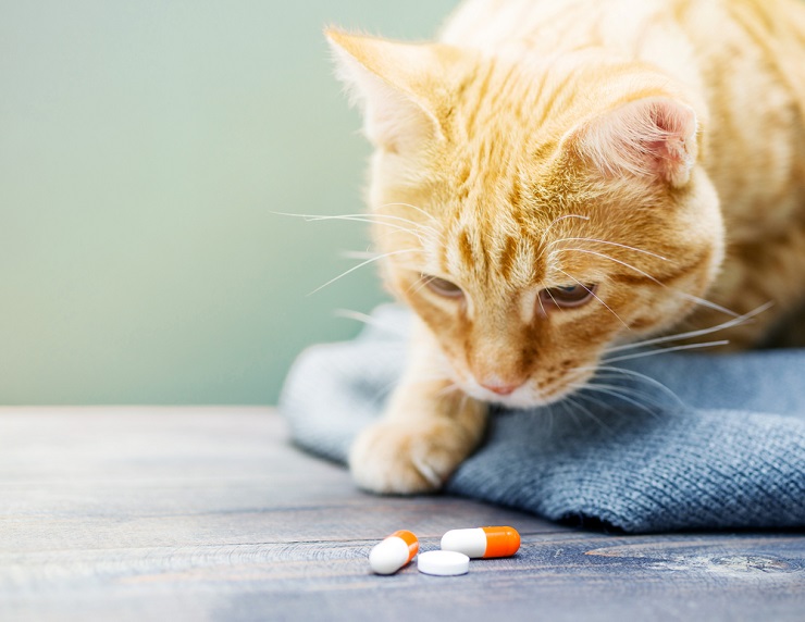 Gato mirando la medicina en cápsula