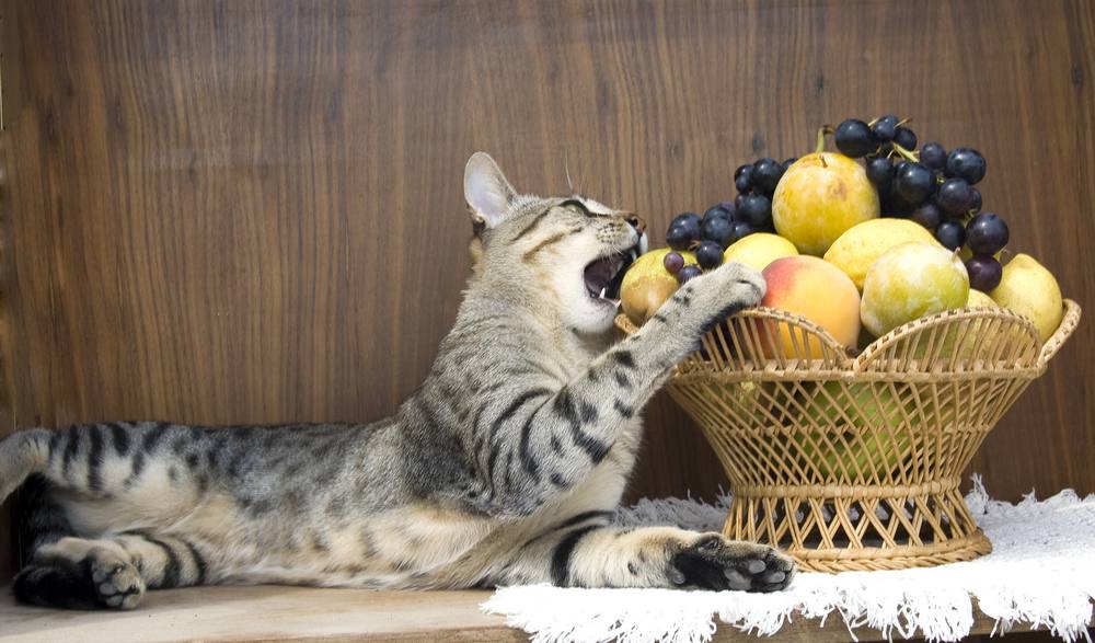 El gato está comiendo las frutas en la cesta.