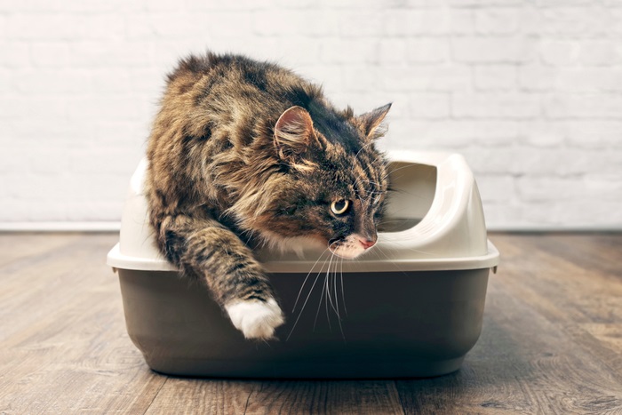 Una representación visual de un gato que emerge de una caja de arena después de completar su actividad de ir al baño.