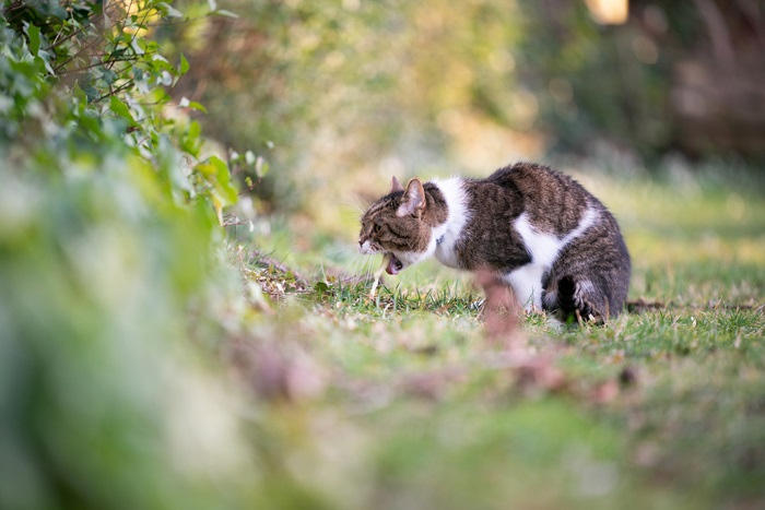 Tratamiento para el vómito con sangre en gatos