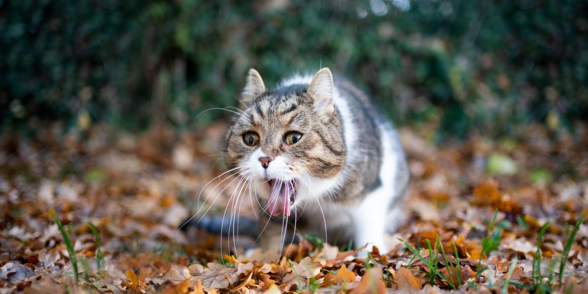 Una imagen de un gato junto a un montón de vómito de sangre.