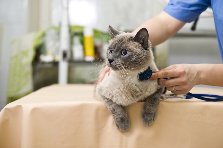 Cómo funciona la gabapentina para gatos