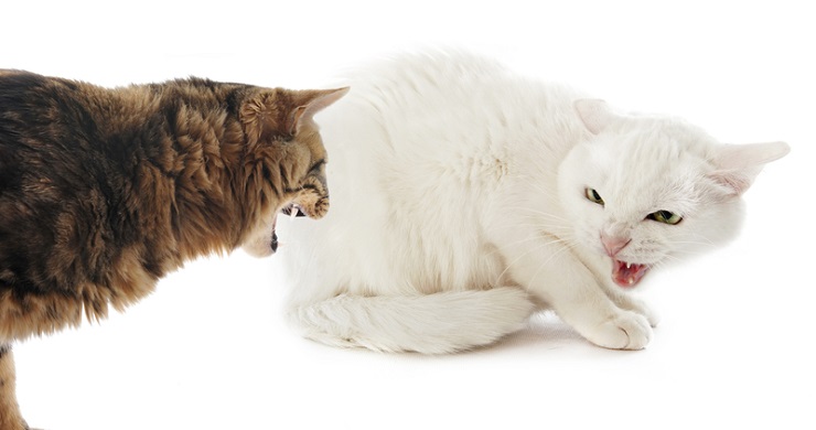 Una imagen expresiva que captura a un gato en el acto de parlotear.