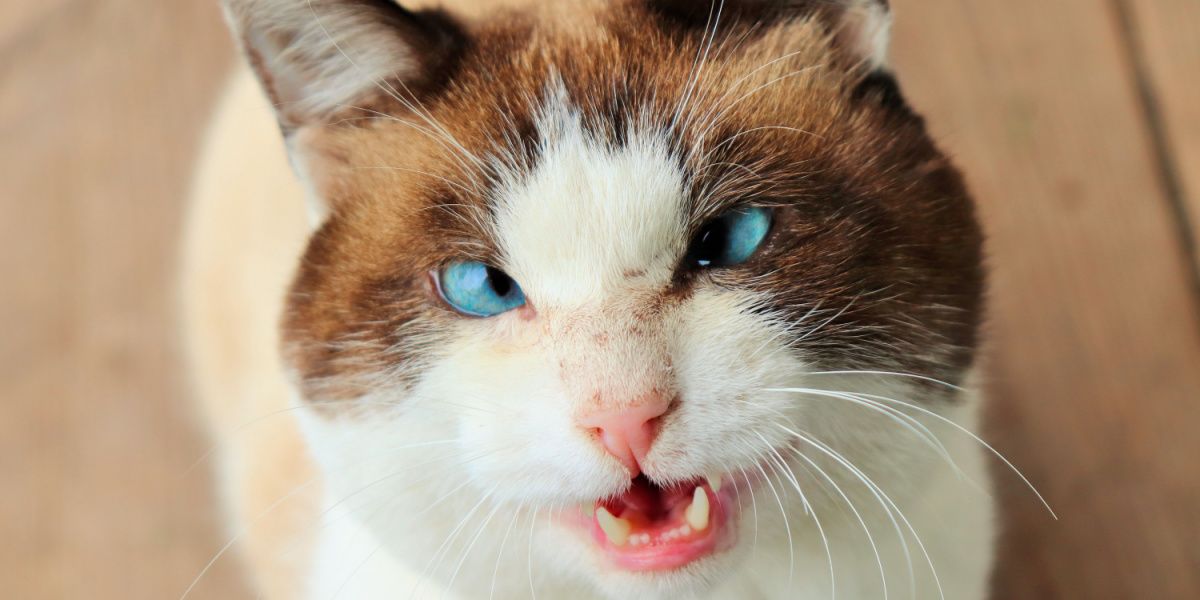 gato bizco con ojos azules