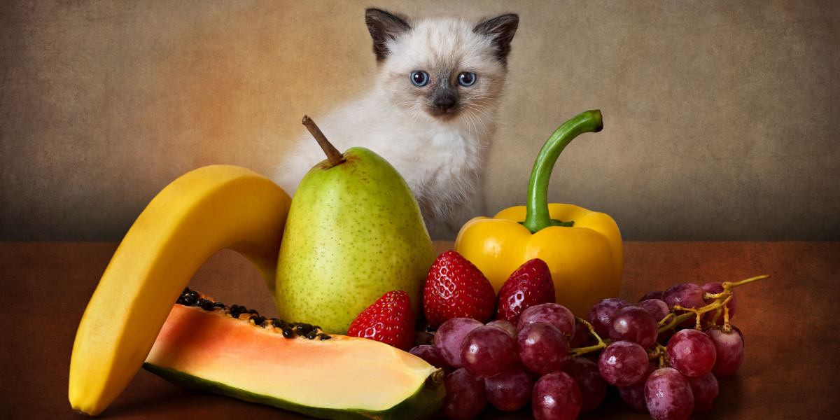 ¿Qué frutas pueden comer los gatos? - Cats.com