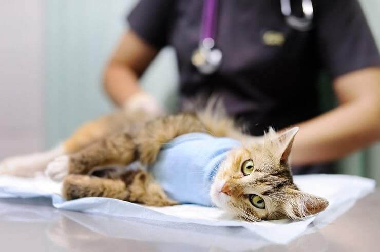 Gato enfermo descansando pacíficamente, con un comportamiento apagado y los ojos cerrados, mostrando signos de enfermedad o malestar mientras busca consuelo y recuperación.