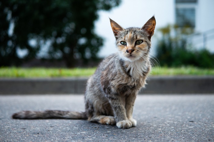 Tratamiento de la giardiasis en gatos