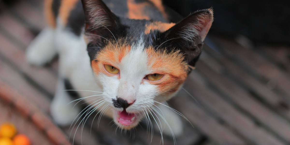 Un gato debe vomitar después de comer hierba.