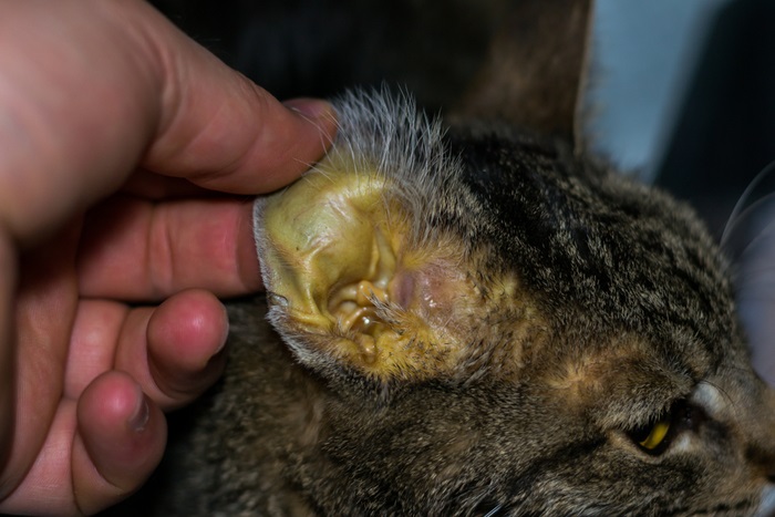 Una persona está tocando la oreja de un gato.