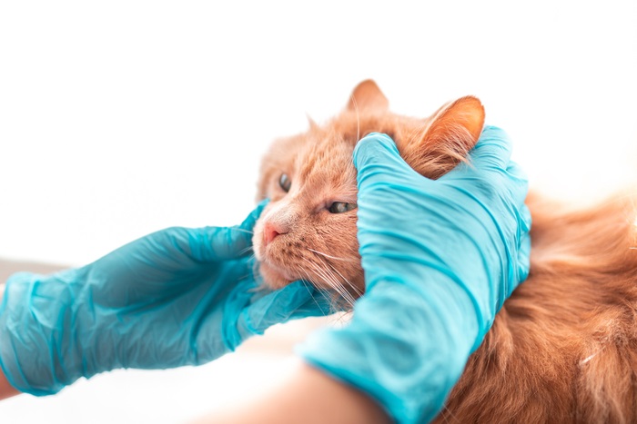 Un gato naranja siendo examinado por una persona con guantes azules.