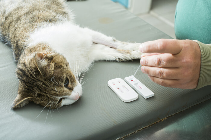 Una imagen que muestra a un veterinario realizando un análisis de sangre a un gato.