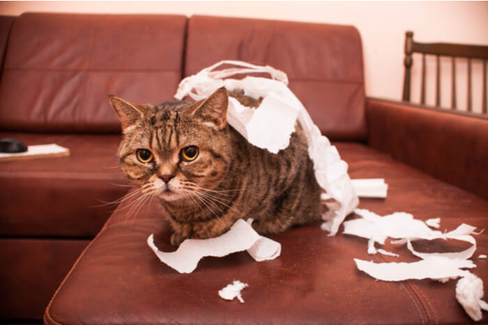 Ejemplo de gato destructivo por aburrimiento