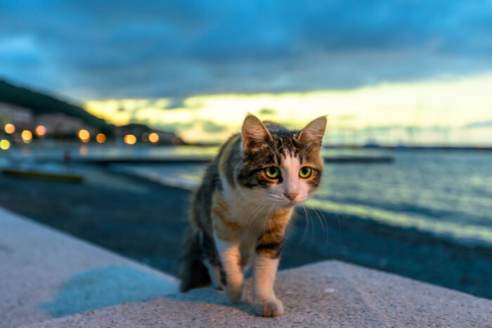 Gato caminando por la tarde