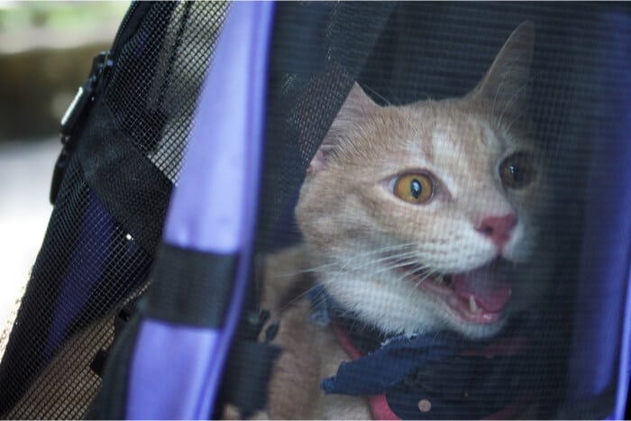 Gato jadeando en el transportín