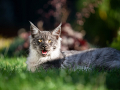 Maine Coon Panting