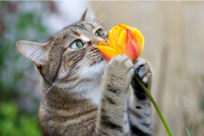 Gato oliendo una flor