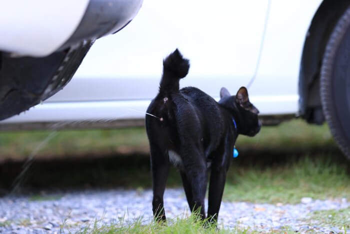 Imagen destacada de gato orinando