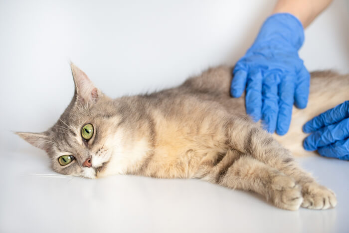 costo del tratamiento para un gato que se desplaza